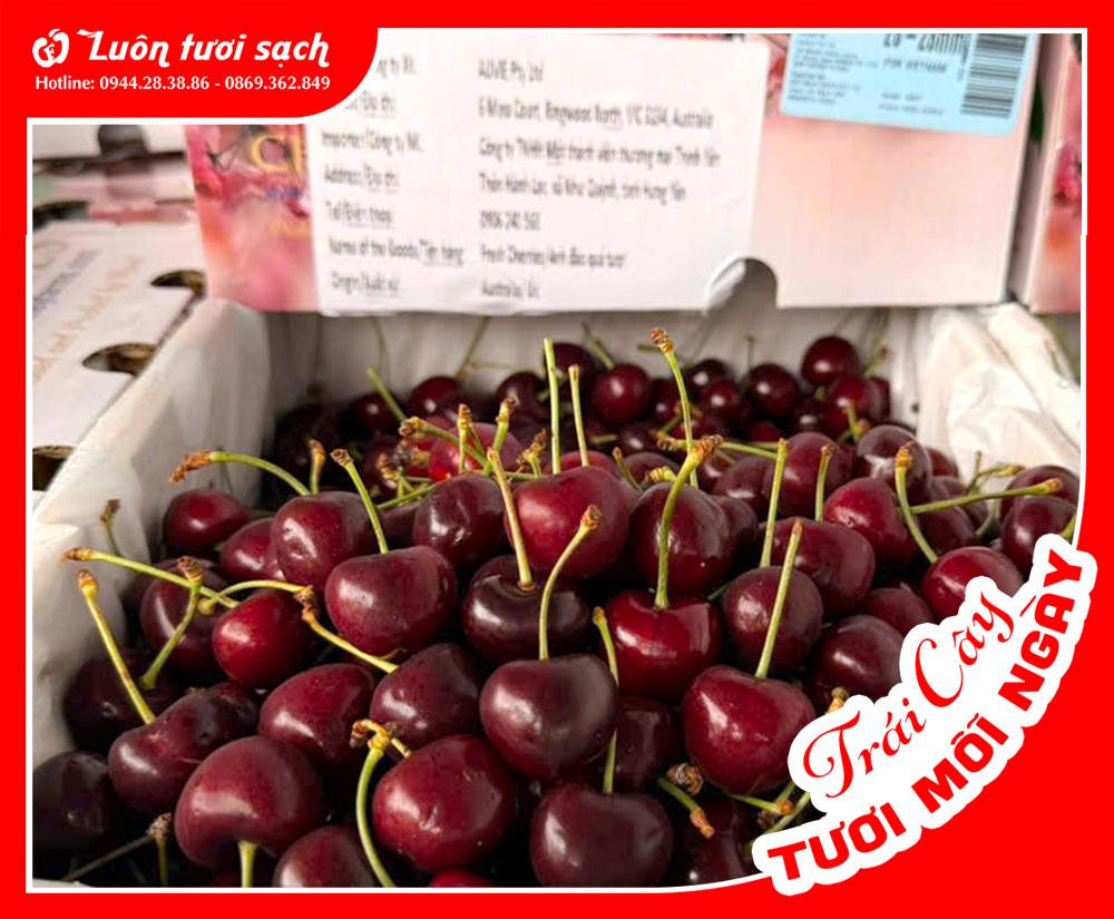 Cherry đỏ Úc